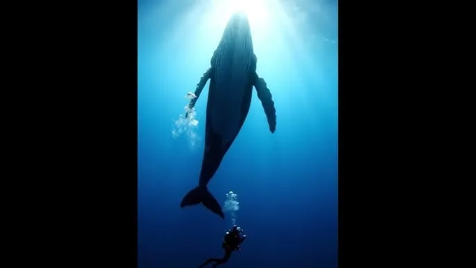 中兴通讯股东大会 - 深蓝星球：探索海洋深处的未知世界